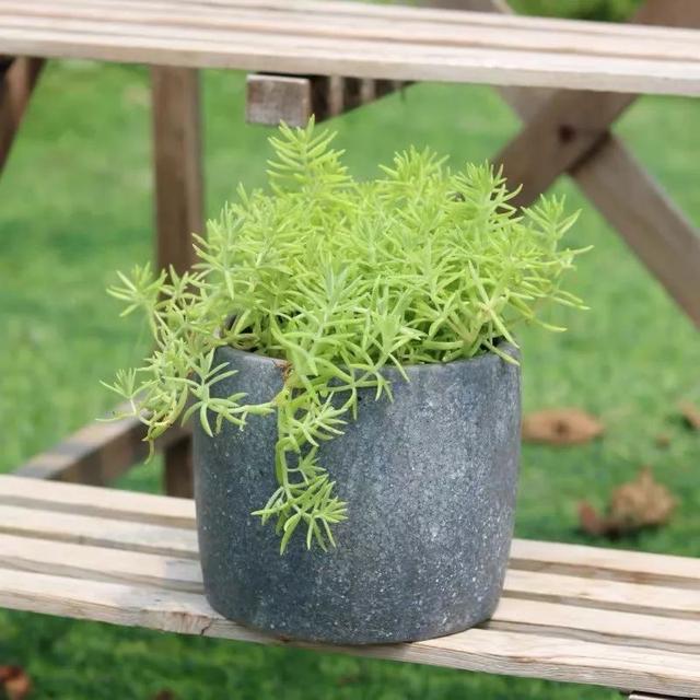 耐寒又耐阴的五种室内懒人植物冬天也能爆盆