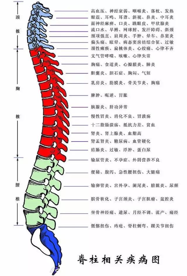 背部疼痛部位图后背图片