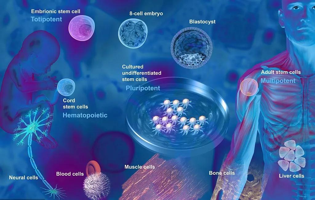 间充质干细胞的归巢机制--趋化修复机体损伤---北科生物