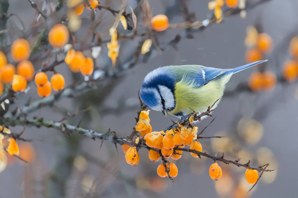 沙棘汁真有市场前途吗