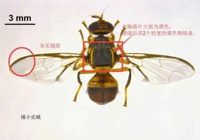 一群“不速之客”叮上学生宿舍（实蝇）-搜狐大视野-搜狐新闻
