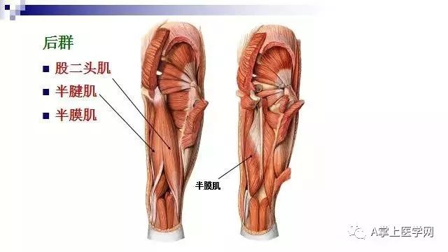 最清晰的肌肉解剖圖第二部分髖部腿部下肢部位