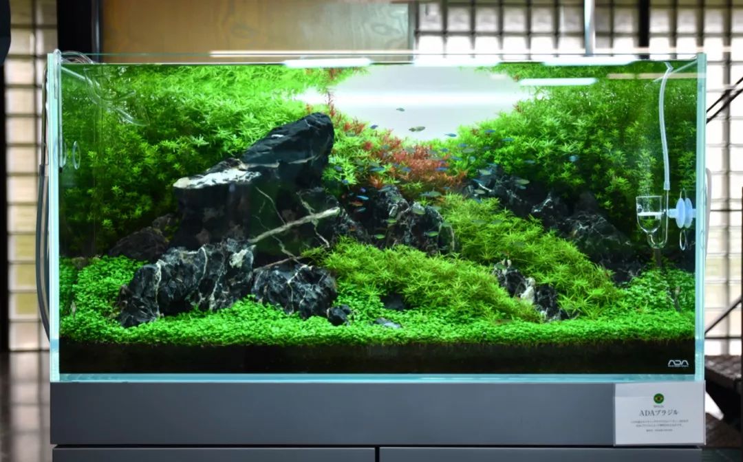 海量独家高清细节图新潟ada展厅大中型水景一次看个够超过瘾