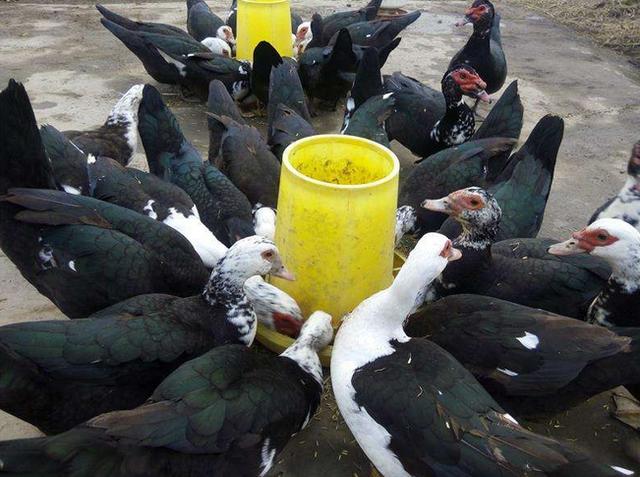 养殖500只火鸭成本要多少可以赚到多少钱