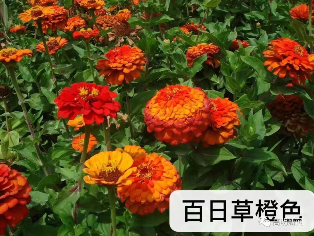 據瞭解,百日草花有近10種顏色,這次在智湖公園種植的百日草共7種顏色