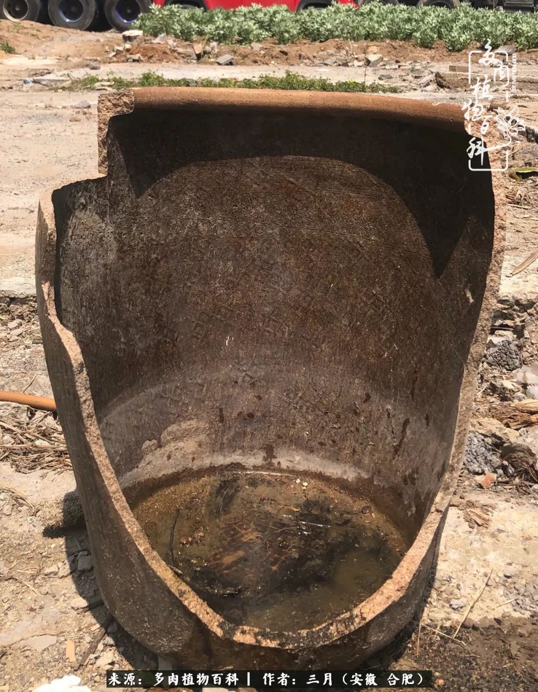 故事要从这个路边的破缸开始,春日的上班路上,看到一个被人遗弃破旧的