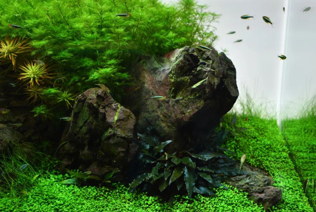 海量独家高清细节图新潟ada展厅大中型水景一次看个够超过瘾