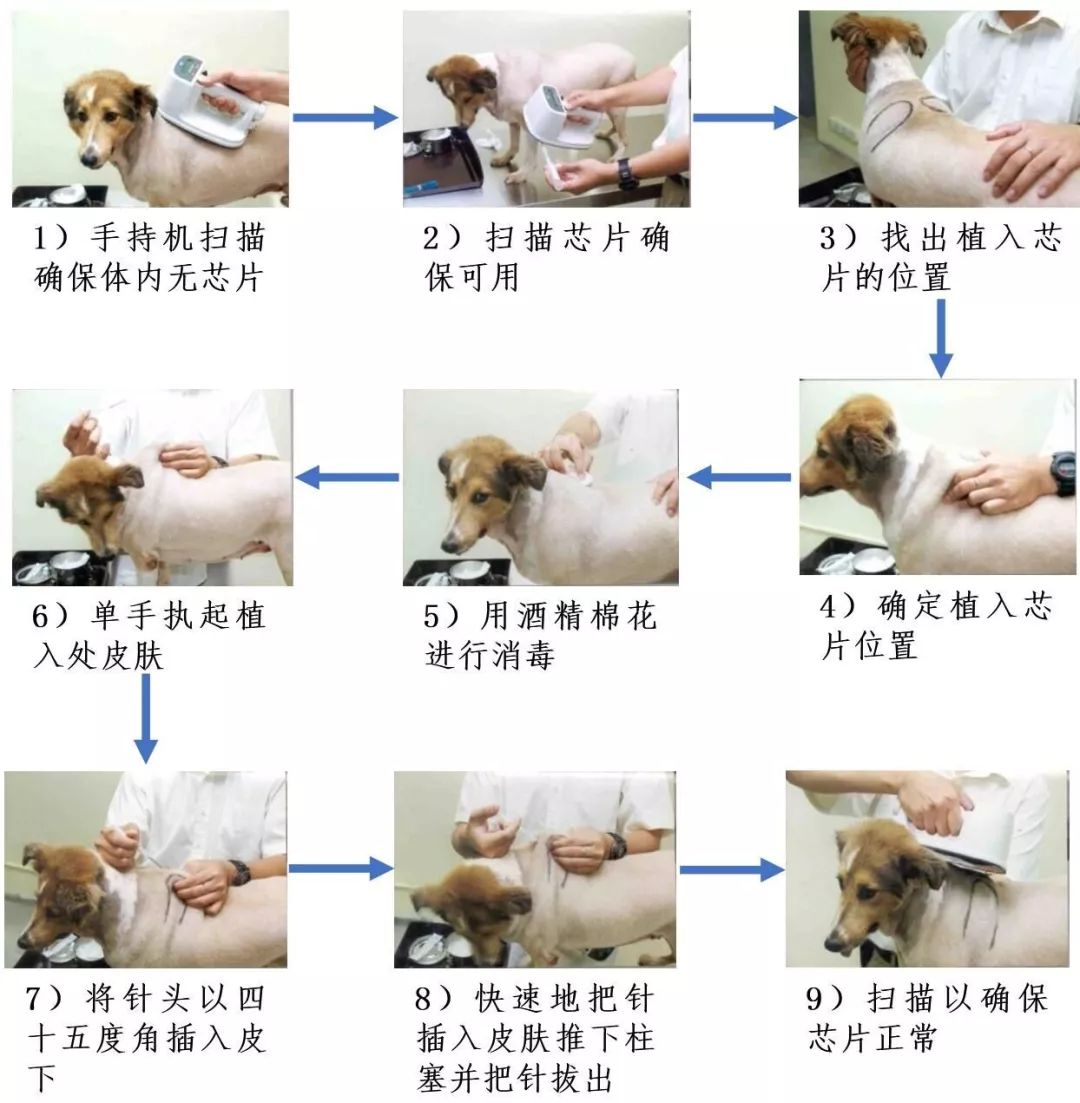 狂犬疫苗怎么打图片