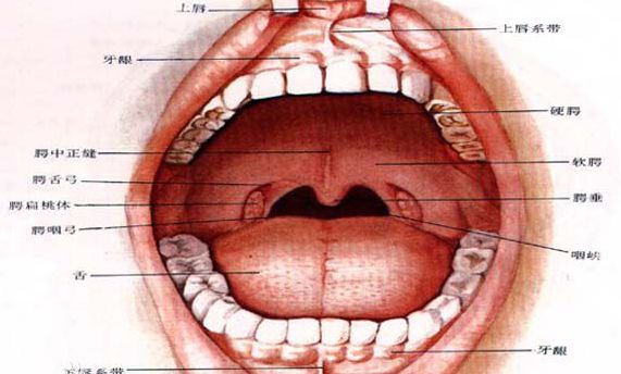 分别是鼻后方的咽扁桃体(又称腺样体),舌根处的舌扁桃体,两腭弓之间的