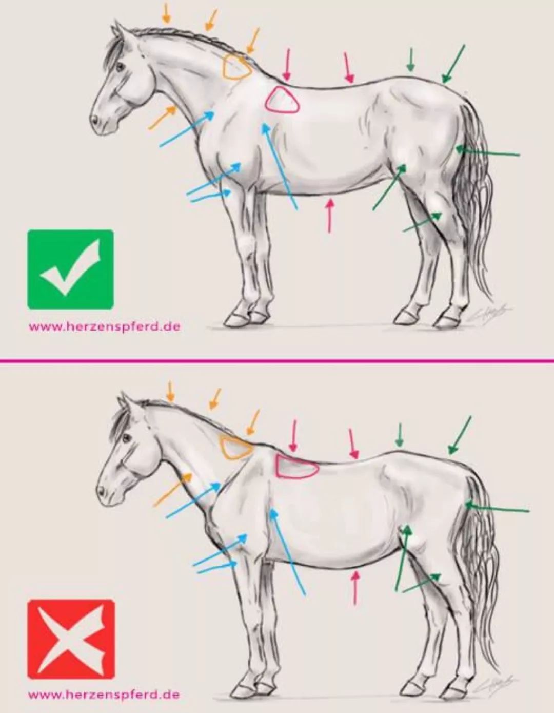 视频如何增强马的背部肌肉