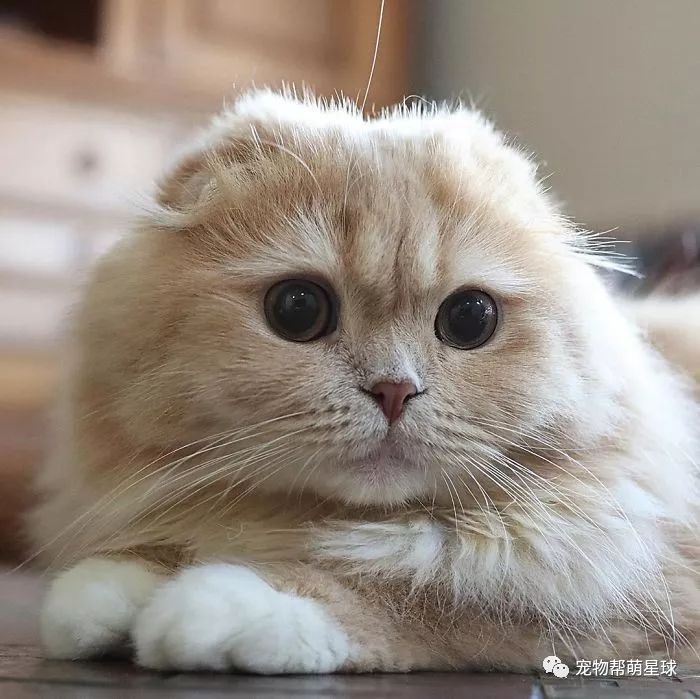 松鼠猫长什么样子凭借拥有可爱的小短腿和松鼠的大尾巴吸粉无数