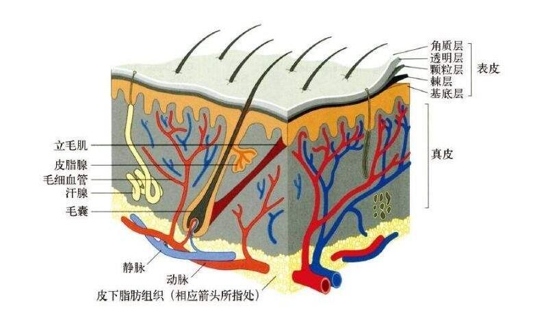 瘢痕组织画图图片