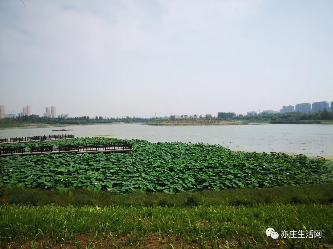 週末的時候,不妨前往馬駒橋附近的這兩所新開的公園遊覽一番,既不用去