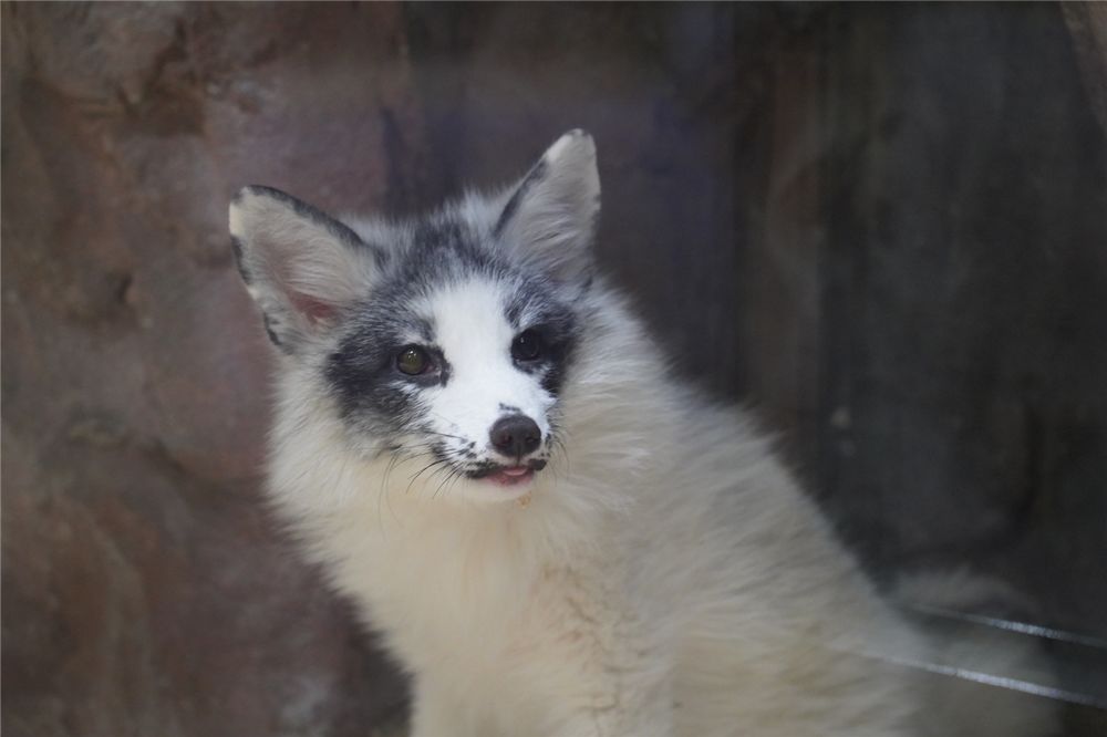 稀有的熊猫狐  毛茸茸的它们是不是看上去超级温暖好摸呀!