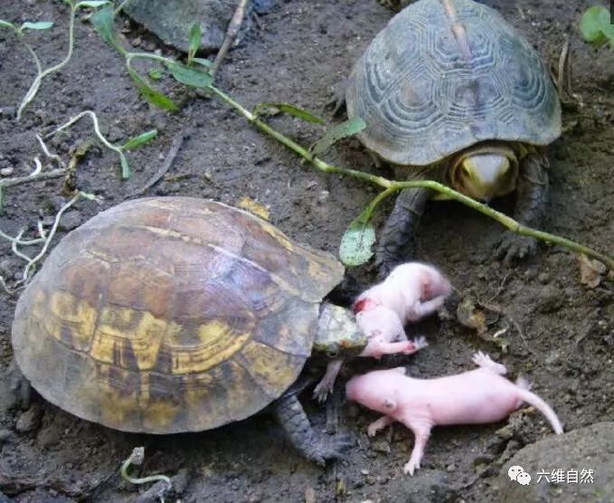 老鼠会吃乌龟反过来乌龟也会吃小老鼠出乎人们所料