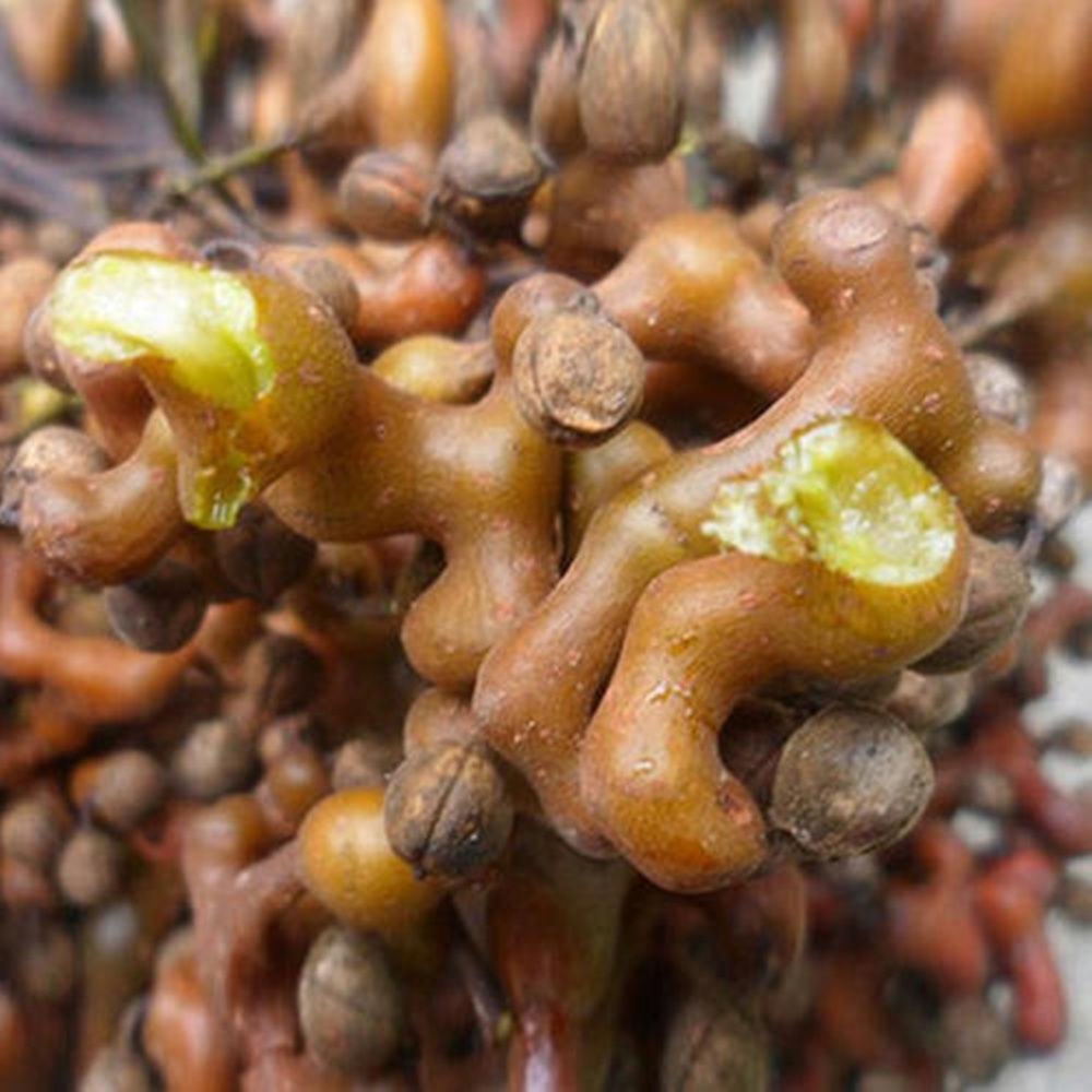 农村常见的野果,有"万寿果"的美誉!曾经没人要如今10元一斤