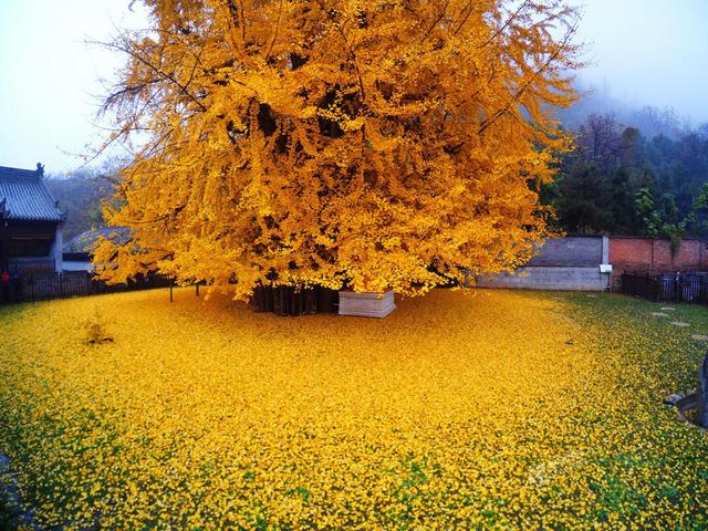 世界最大的银杏树图片