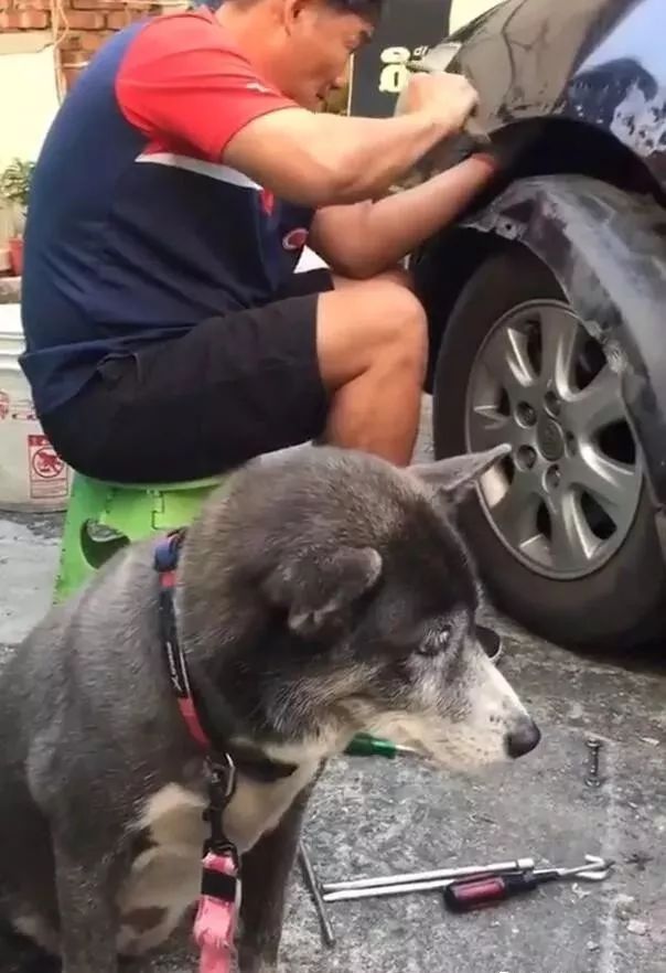 狗狗发狂咬坏隔壁邻居的车子原因让人哭笑不得