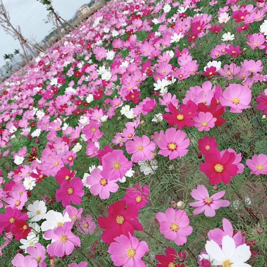 琅岐花海公园图片