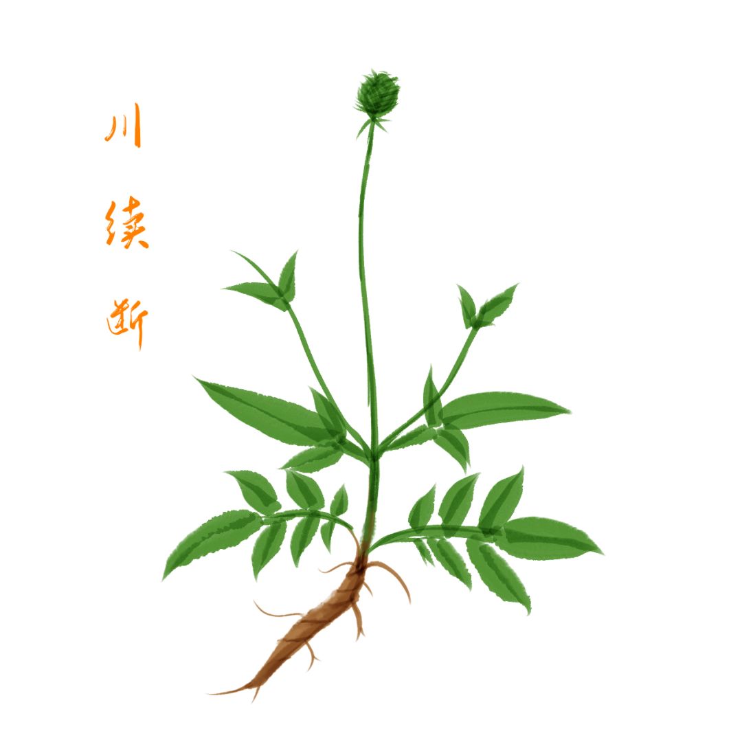 每日一味中药续断