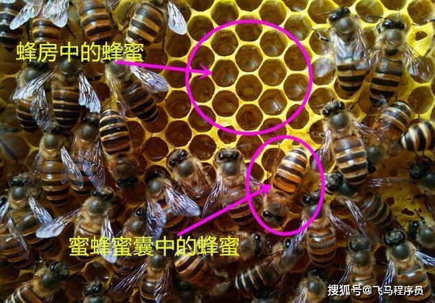 你眼中的蜂蜜是什么_蜜蜂