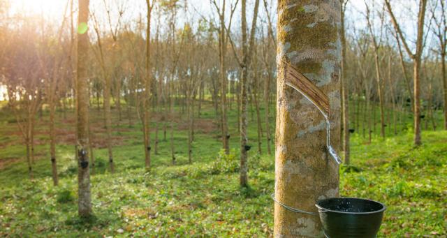 泰国乳胶之首顶级乳胶的极致享受