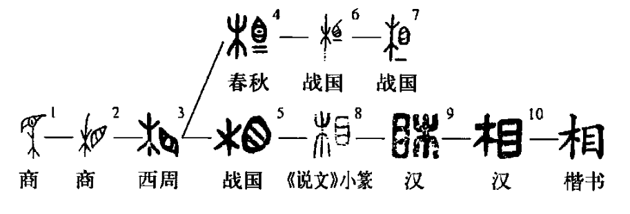 细说汉字 相 本义