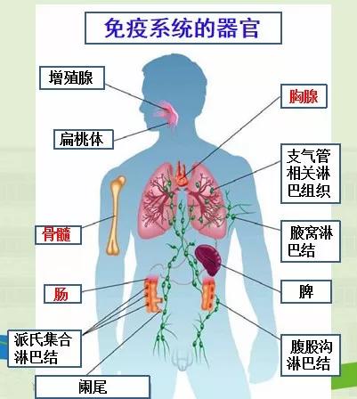 什么是免疫力免疫力低下有哪些危害如何提高自身免疫力