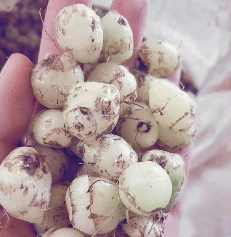 圆白芨的人工栽培和采收技术