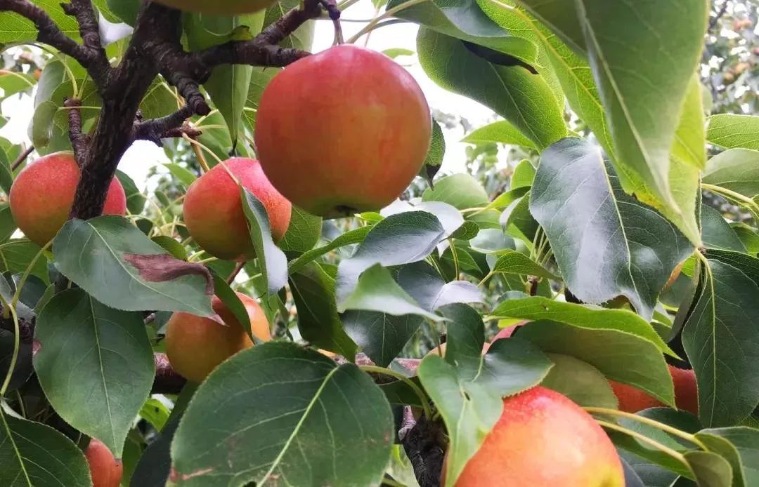 梨中之王南果梨皮薄汁多果肉细腻秋冬补充水分就靠它了