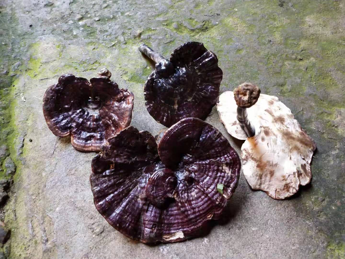 真正的深山野生灵芝,药效比人工种植的高出数倍!