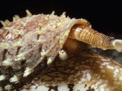 原创世界上最毒的海螺碰到就死没有解药