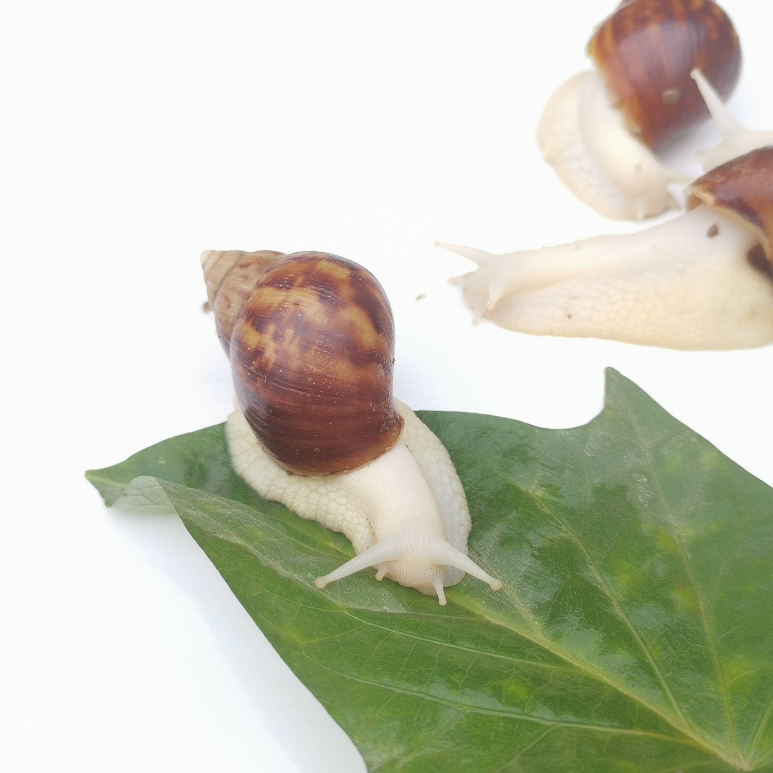 云耕时代白玉蜗牛养殖的三种方法!要注意防止蜗牛逃逸