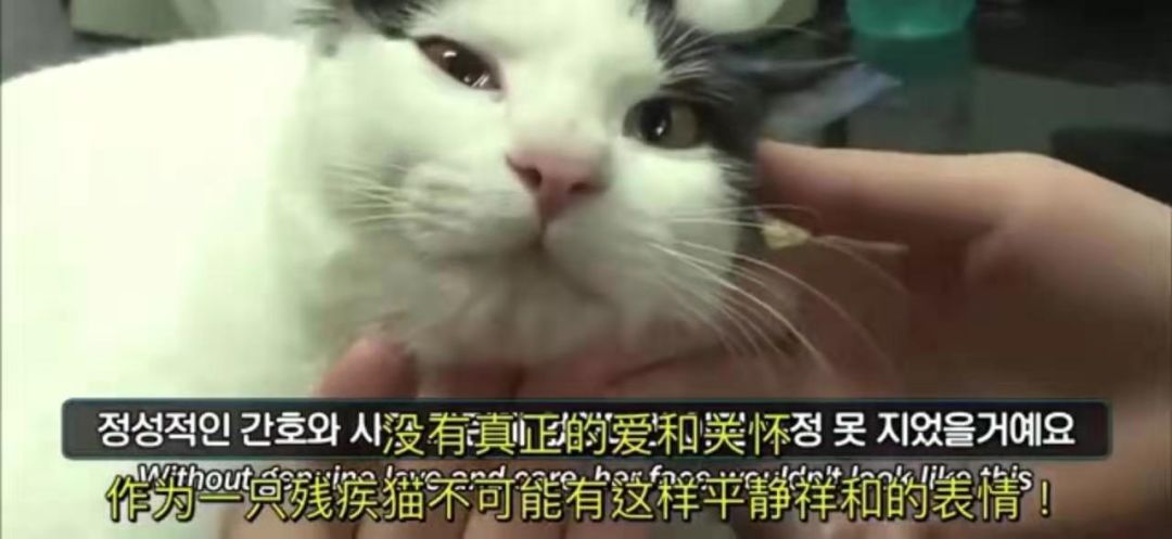 暖心这只脑瘫猫咪竟然过上了这样的生活了解后还真是有点羡慕