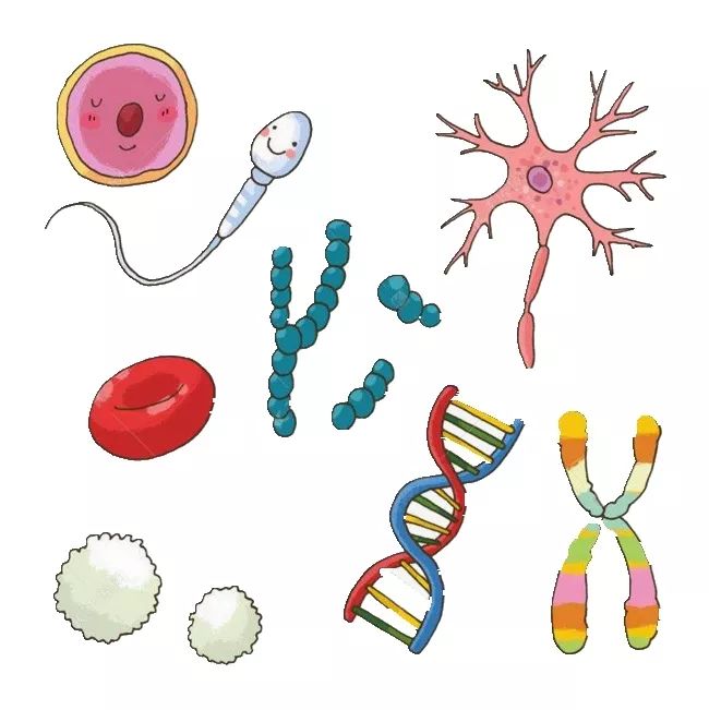 一场不一样的人体生命科学探寻之旅