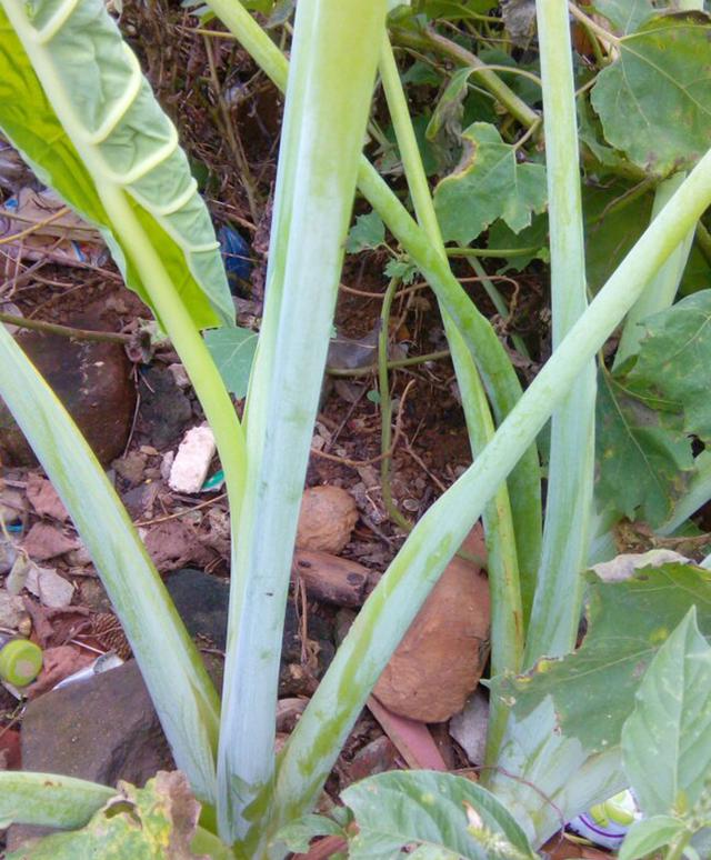 两广人常用来炒菜,味道好名叫"广芋",外地知道的不多!_食用