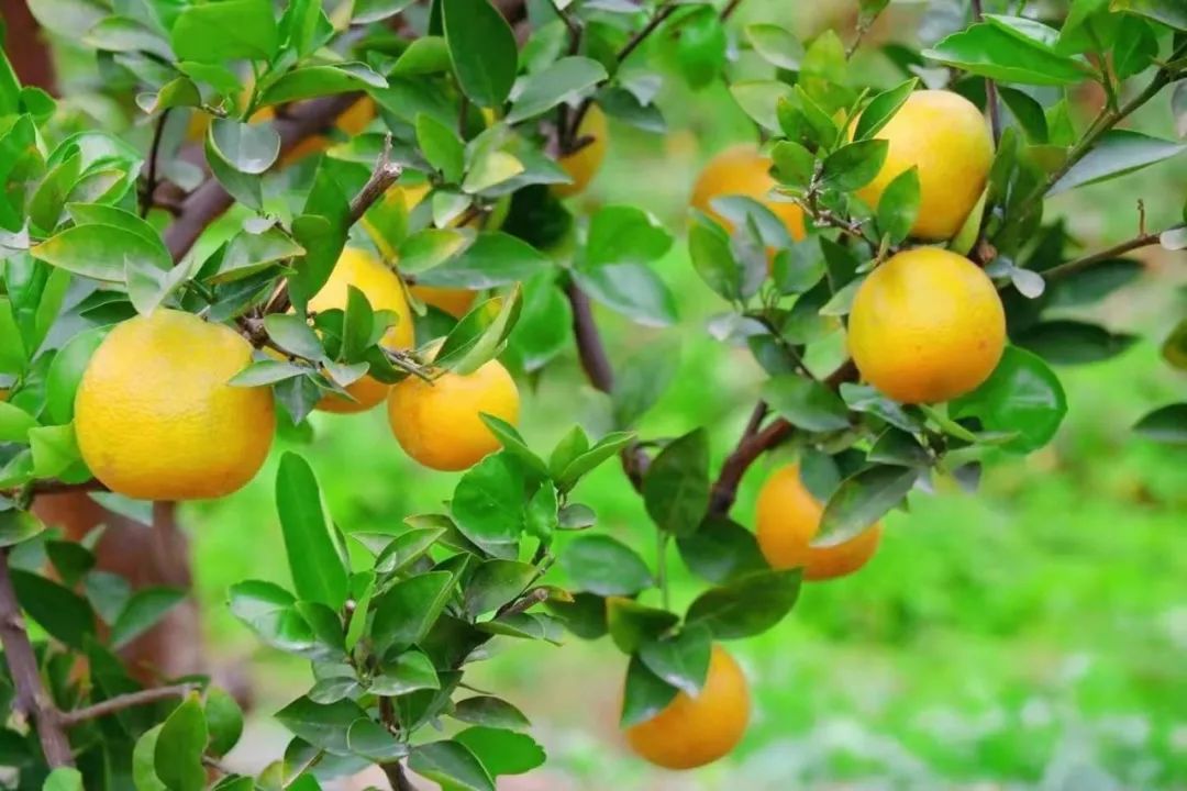 小雪至瓯柑熟三垟原产地好柑吃出温州味