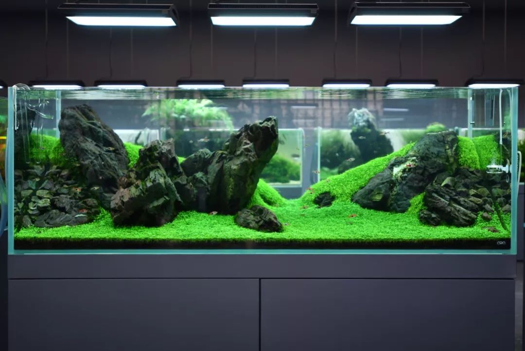 海量独家高清细节图新潟ada展厅大中型水景一次看个够超过瘾