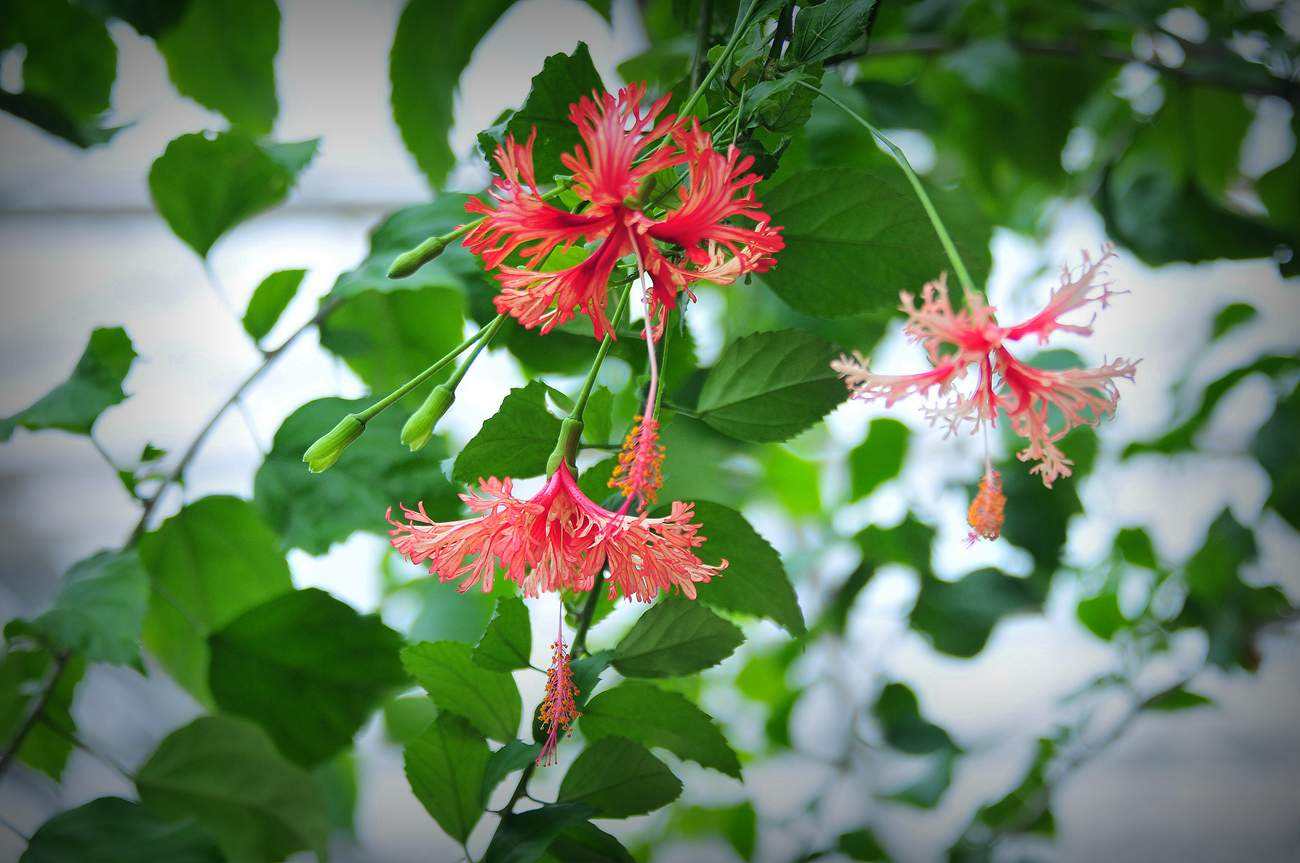 这几种最娇贵的吊灯花花开如妖娆靓丽的美人让人看一眼就想要