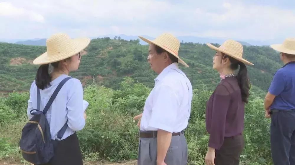 据了解,目前,紫金县敬梓镇田头村的牛大力药材种植基地占地1000亩