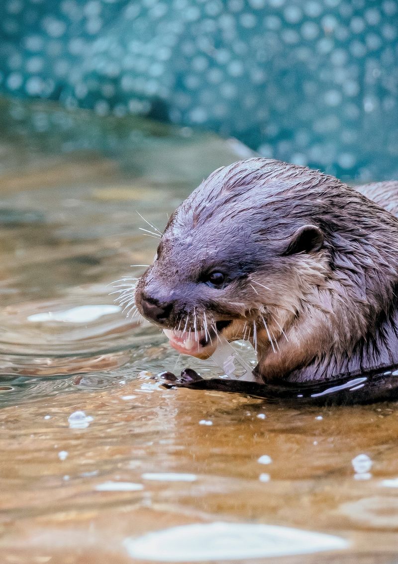 小爪水獭—— 萌得犯规,却急需守护的动物