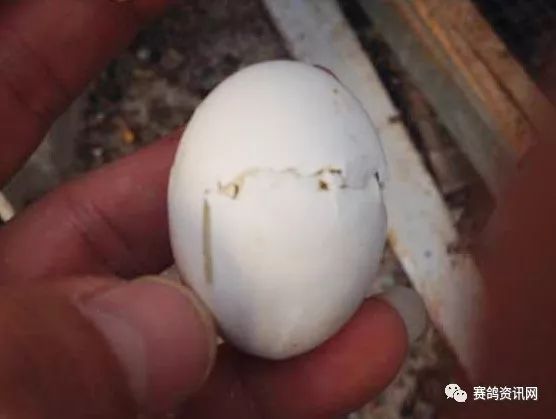 【竞赛锦囊】裂缝的蛋能孵出鸽子!