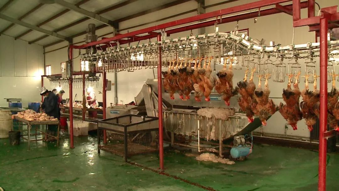 奇台畜禽定点屠宰场建成