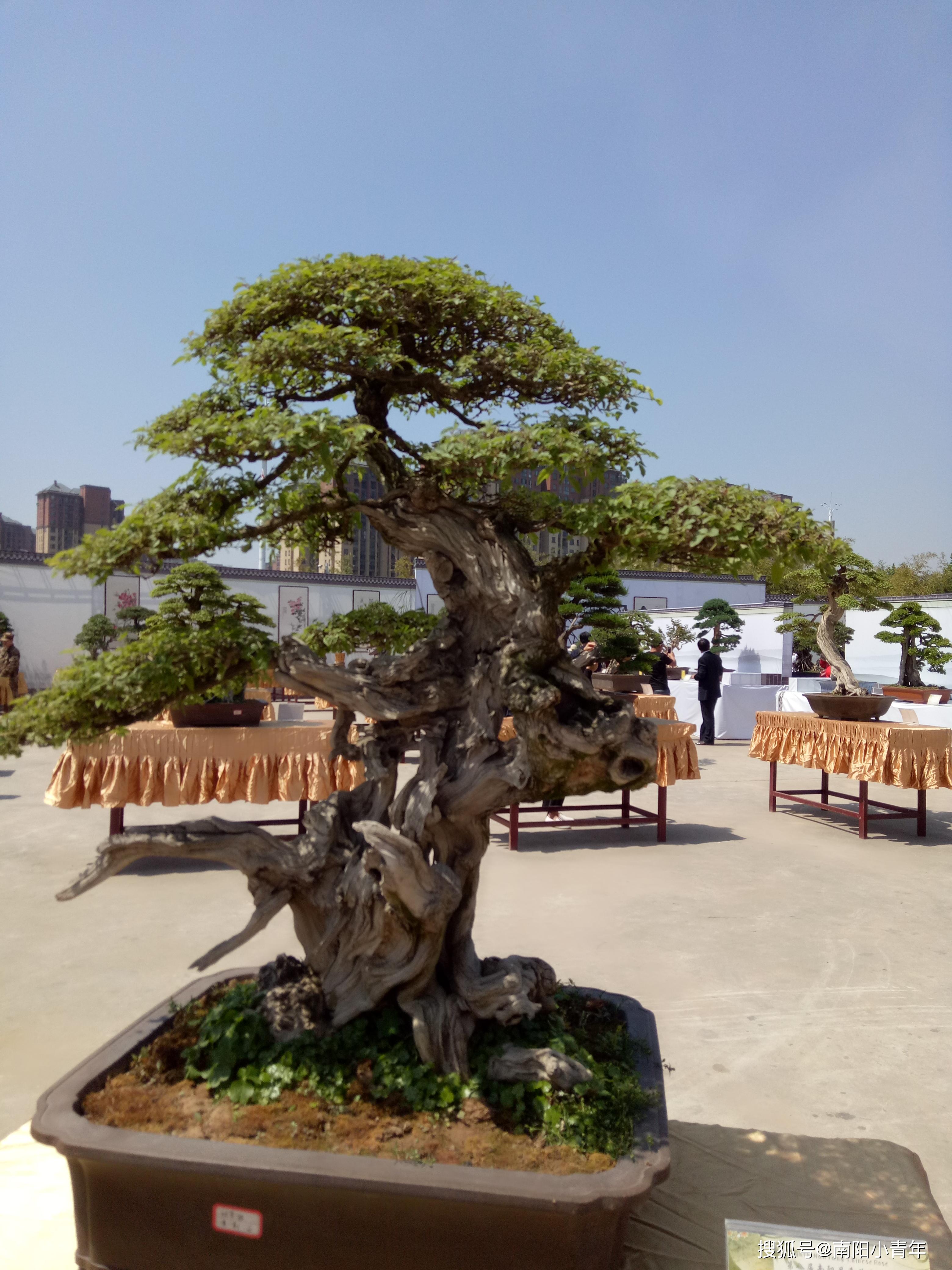 巅峰盆景南阳大集合,请随小青年欣赏!