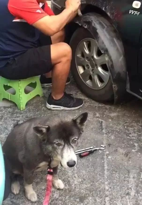 狗狗发狂咬坏隔壁邻居的车子原因让人哭笑不得