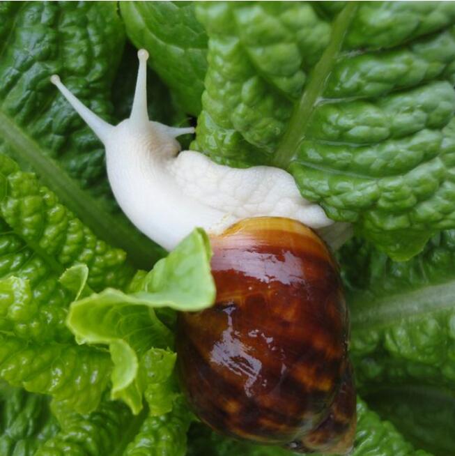 云耕时代白玉蜗牛养殖必须知道的常识