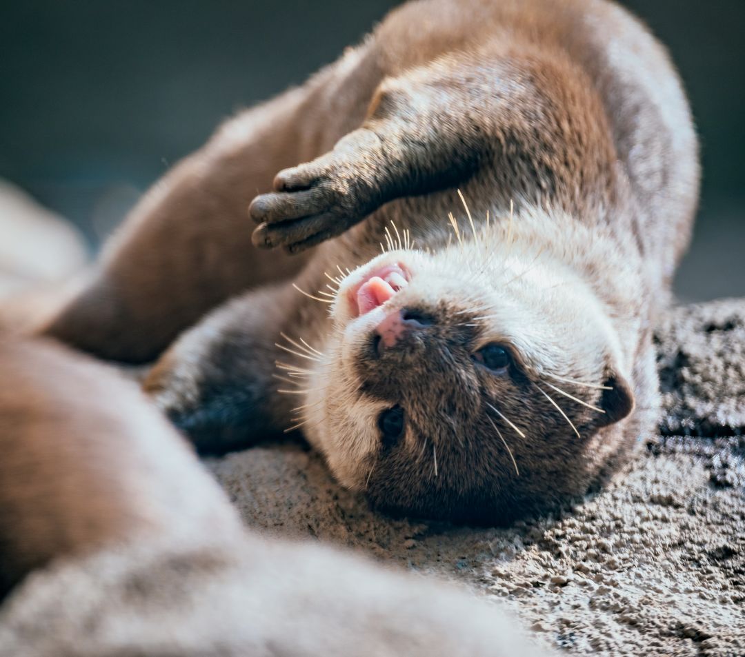 小爪水獭萌得犯规却急需守护的动物