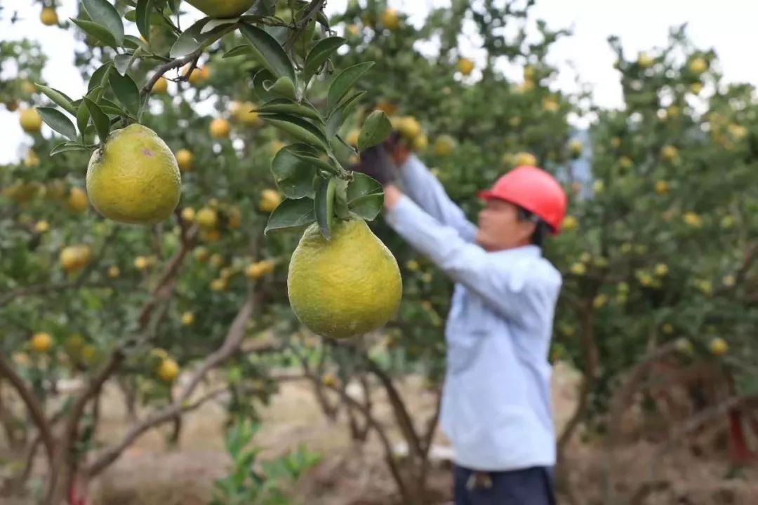 小雪至瓯柑熟三垟原产地好柑吃出温州味