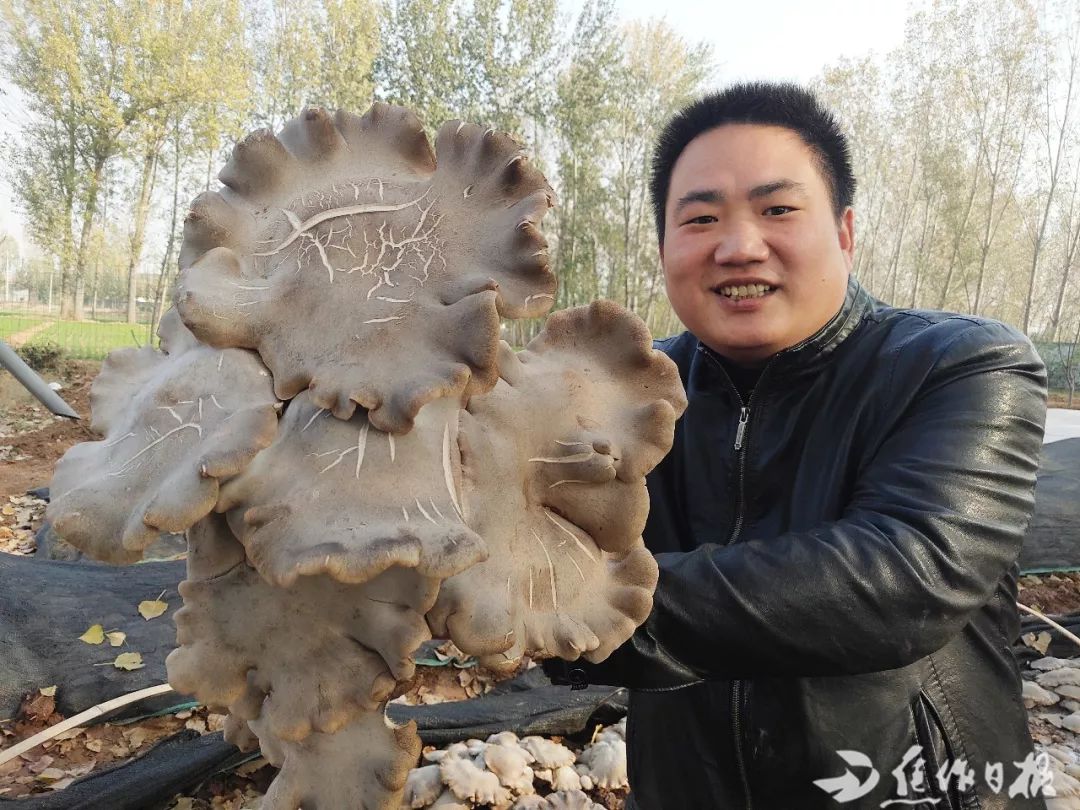 昨日,沁阳市凝香种植专业合作社技术员周延辉展示一株褐灵菇.