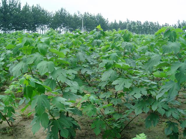 杂交构树生物学特性及栽培技术